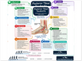 Posterior Tibial Tendonitis educational poster covering symptoms, treatment, and prevention